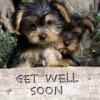 Doggy Get Well